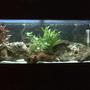 fish tank picture - African Cichlid Tank.