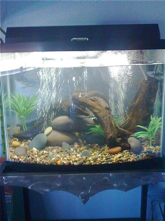 saltwater fish stocking in 28 gallons tank - newly setup 28 gallon euro bowfront biowheel 200 air pump rated 40 gallons 100 watt heater custom made steel stand by Unique Fabrications in Irvine California