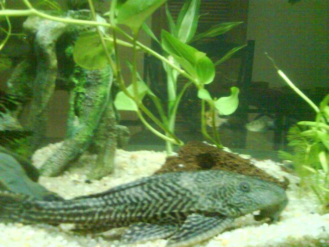 freshwater fish - glyptoperichthys gibbiceps - sailfin pleco (l-83) stocking in 250 gallons tank - pleco giant