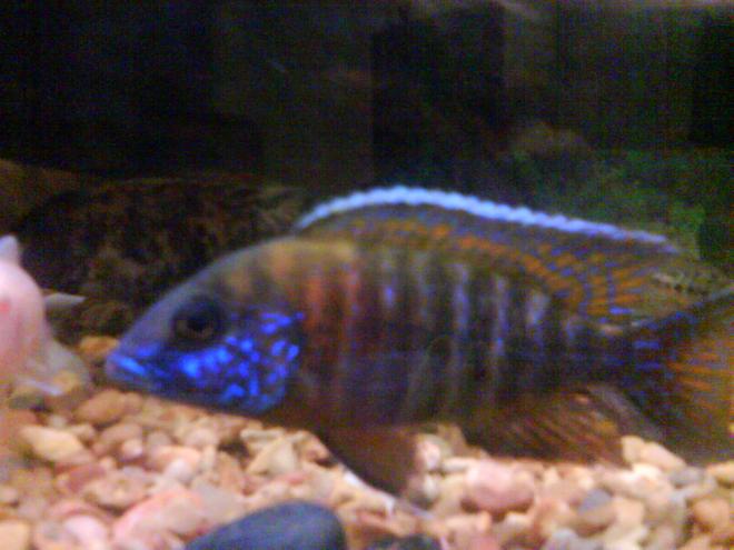 freshwater fish - aulonocara stuartgranti - peacock cichlid stocking in 36 gallons tank - peacock male