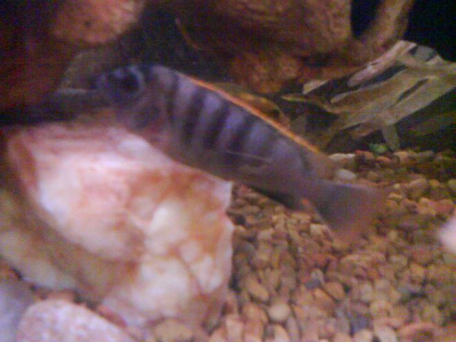 freshwater fish - metriaclima pyrsonotos stocking in 36 gallons tank - #2 Female carrying right now I dont have a male that looks anything like eaither one of them does that mean I have hybrids