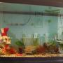240 gallons freshwater fish tank (mostly fish and non-living decorations) - my 5ft x 2ft x 2ft tank been running about a month got a lot of fish in there now that are going to get a lot bigger check out the pics of my fish