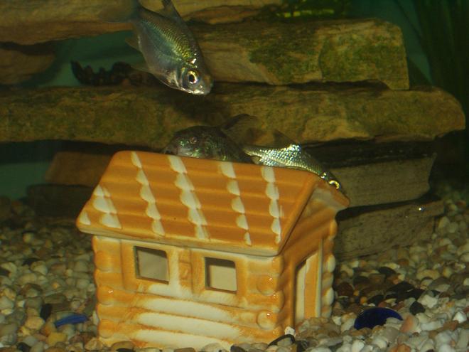 freshwater fish - barbus schwanefeldi - tinfoil red tail barb stocking in 240 gallons tank - my catfish asleep on his house with the tinfoil barb coming for a nose