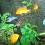 freshwater fish - archocentrus nigrofasciatus - black convict cichlid stocking in 60 gallons tank - Some cichlids I have