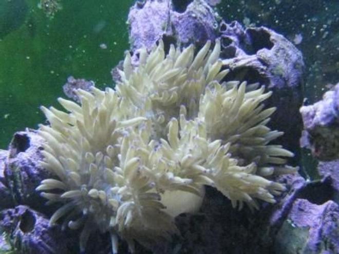 corals inverts - heteractis crispa - sebae anemone stocking in 125 gallons tank - Sebae Anemone