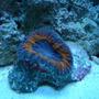 corals inverts - trachyphyllia geoffroyi - brain coral, trachyphyllia stocking in 20 gallons tank - BRAIN