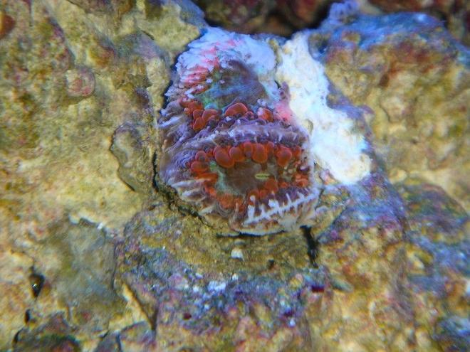 corals inverts - blastomussa coral stocking in 20 gallons tank - BLASTOMUSSA