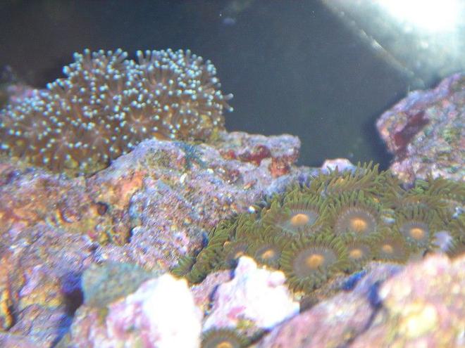 corals inverts - galaxea spp. - tooth coral stocking in 20 gallons tank - GALAXEA AND ZOANTHIDS