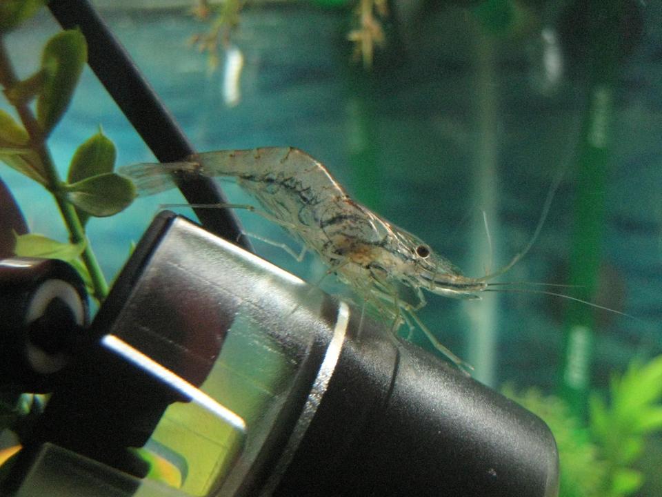 corals inverts - macrobrachium sp. - indian whisker shrimp stocking in 56 gallons tank - My Whiskers Shrimp