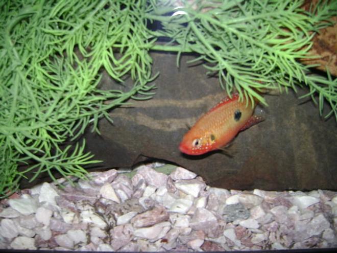 freshwater fish - hemichromis bimaculatus - jewel cichlid stocking in 150 gallons tank - mama jewel and her babies