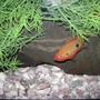 freshwater fish - hemichromis bimaculatus - jewel cichlid stocking in 150 gallons tank - mama jewel and her babies
