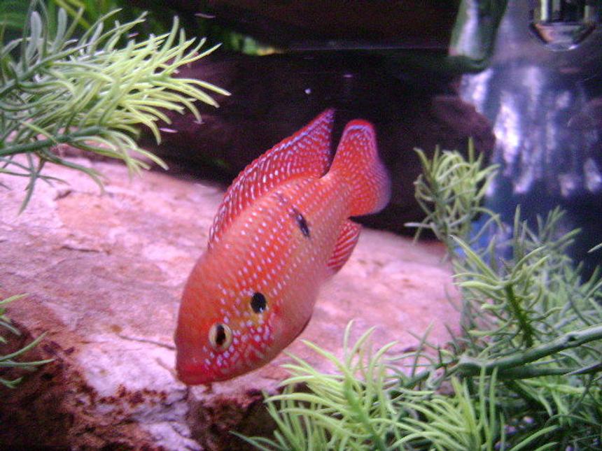 Rated #1020: Freshwater Fish - Hemichromis Bimaculatus - Jewel Cichlid Stocking In 150 Gallons Tank - Male Jeweled Cichlid