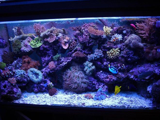 100 gallons reef tank (mostly live coral and fish) - a few month ago :D