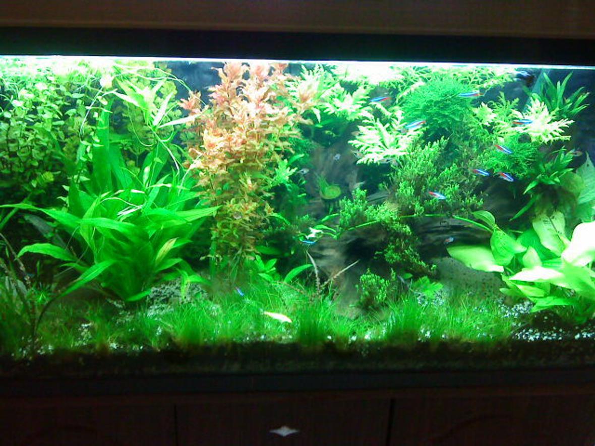 50 gallons planted tank (mostly live plants and fish) - update of my tank