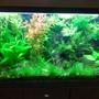 50 gallons planted tank (mostly live plants and fish) - update of my tank