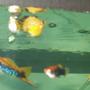 freshwater fish - poecilia latipinna - balloon molly stocking in 240 gallons tank - our swordtail and balloon molly.