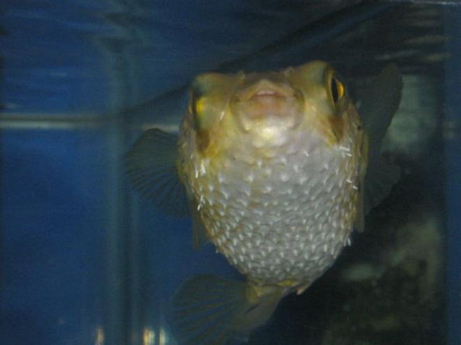 saltwater fish - diodon holocanthus - porcupine puffer stocking in 75 gallons tank - ET PUFFER CHEESING