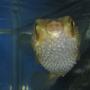 saltwater fish - diodon holocanthus - porcupine puffer stocking in 75 gallons tank - ET PUFFER CHEESING