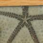 corals inverts - protoreastor nodosus - chocolate chip starfish stocking in 75 gallons tank - Close up on my Chocolate Chip