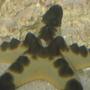 corals inverts - protoreastor nodosus - chocolate chip starfish stocking in 75 gallons tank - Chocolate Chip