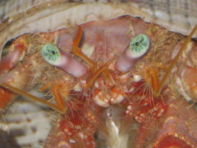 corals inverts - dardanus spp. - hermit crab with anemone stocking in 75 gallons tank - What ya lookin at?