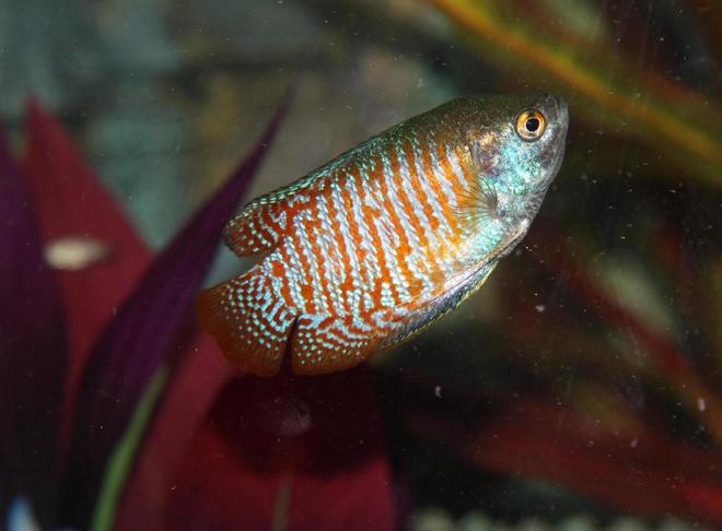 freshwater fish - colisa lalia - dwarf gourami stocking in 56 gallons tank - My Red Noen Gourami