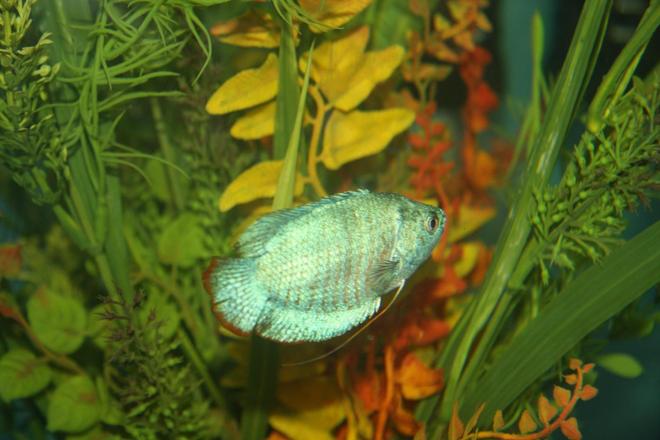 freshwater fish - colisa lalia - powder blue dwarf gourami stocking in 56 gallons tank - Neon Blue Dwarf Gourami