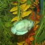 freshwater fish - colisa lalia - powder blue dwarf gourami stocking in 56 gallons tank - Neon Blue Dwarf Gourami