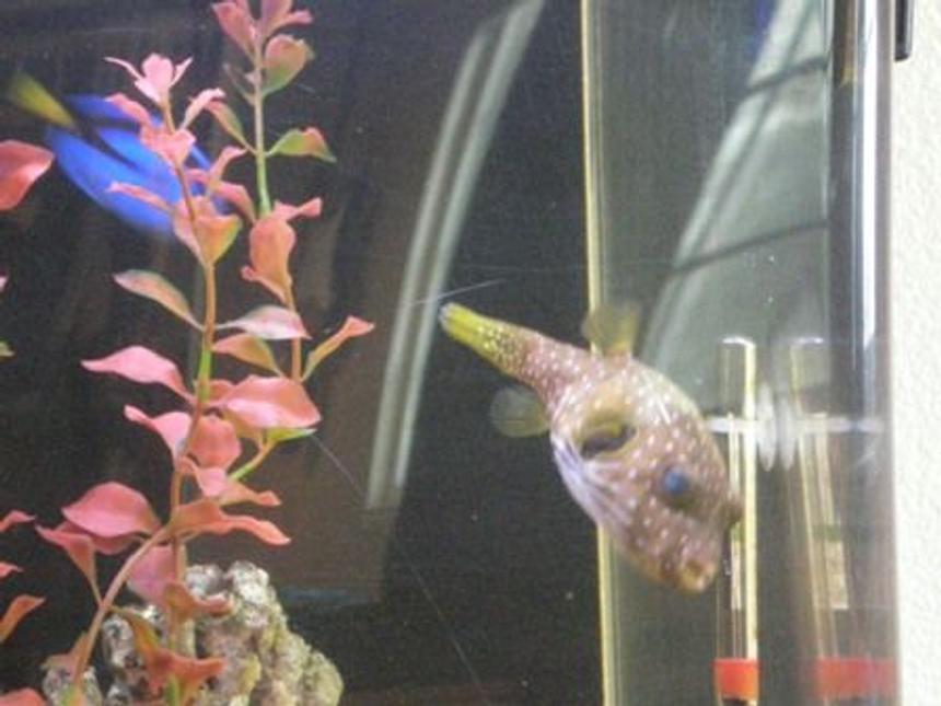 Rated #70: Saltwater Fish - Canthigaster Solandri - Blue Spotted Puffer Stocking In 55 Gallons Tank - My Puffer Sumo