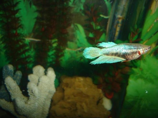 freshwater fish - betta splendens - betta - female stocking in 70 gallons tank - betta