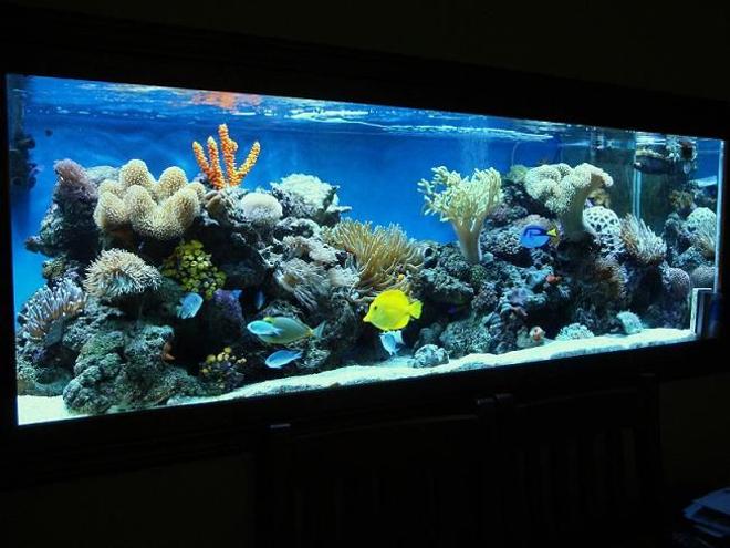 185 gallons reef tank (mostly live coral and fish) - check this puppy out