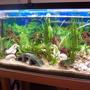 400 gallons planted tank (mostly live plants and fish) - trets and multis