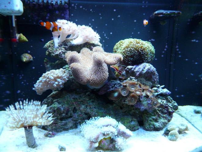 12 gallons reef tank (mostly live coral and fish) - Nano 12 Gallon JBJ DX, my first reef tank