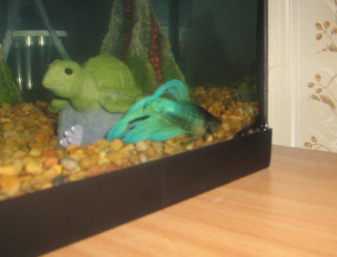 freshwater fish - betta splendens - betta - male stocking in 50 gallons tank - This is my Betta, Monsieur Lumiere