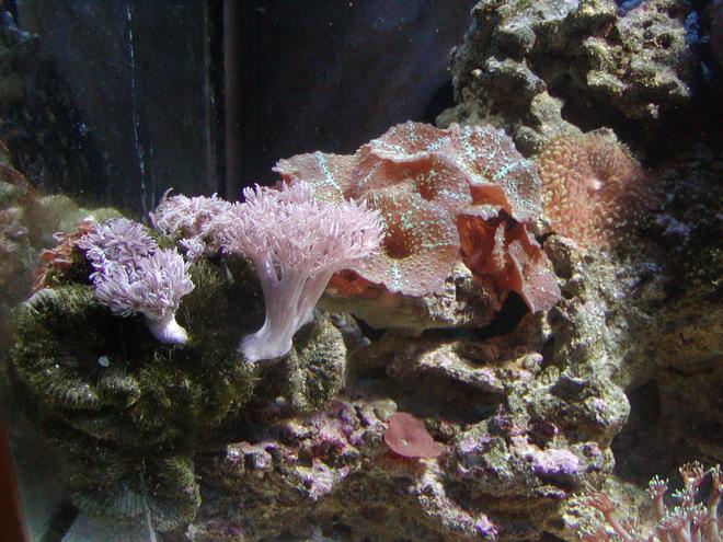 corals inverts - rhodactis indosinensis - hairy mushroom stocking in 75 gallons tank - coral