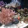 corals inverts stocking in 75 gallons tank - coral