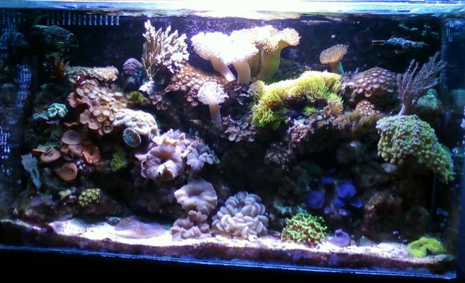 50 gallons reef tank (mostly live coral and fish) - Reef Tank
