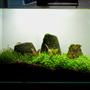 3 gallons planted tank (mostly live plants and fish) - 3.5 Gallon Mini Tank. Dwarf baby tears Dwarf crypts Micro ChainSword Cherry Shrimp Amano Shrimp