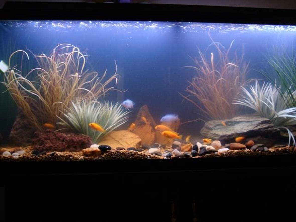 55 gallons freshwater fish tank (mostly fish and non-living decorations) - My 55 Gallon ( I want a bigger one :D) with African Cichlids, 1 clown loach, and a monster Pleco!! The water is a bit cloudy, but I just recently set it up, so it is still filtering. I previously had angel fish and gouramis in it, but I moved them to a smaller tank.