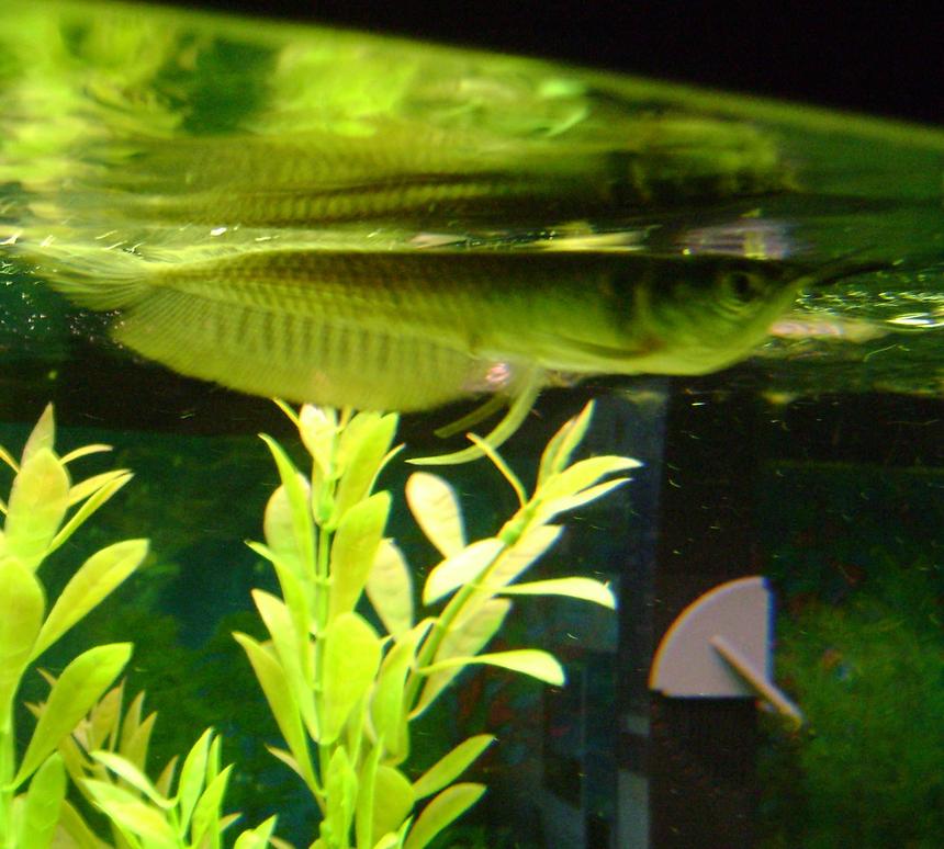 Rated #125: Freshwater Fish - Osteoglossum Bicirrhosum - Silver Arowana Stocking In 75 Gallons Tank - My new 4 inch silver arowana