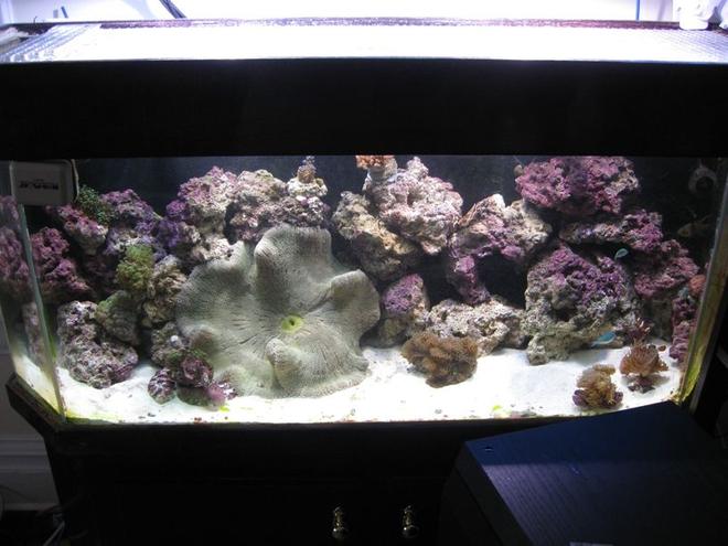 75 gallons reef tank (mostly live coral and fish) - Hand rebuilt and stained Dutch Aquarium Newly Aquascaped with Saddle (Haddon's) Anemone

Dutch Aquarium Systems Tank, drilled for 2X1.5" drains,  30 Gallon sump refugium combo. Aqualight Pro lights, Ocean Runner 6500 Pump (10-15X), Corner Koralias, ASM G2 Skimmer,Aquacontoller 3