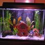 37 gallons freshwater fish tank (mostly fish and non-living decorations) - 37 gallons of zen like tranquility.