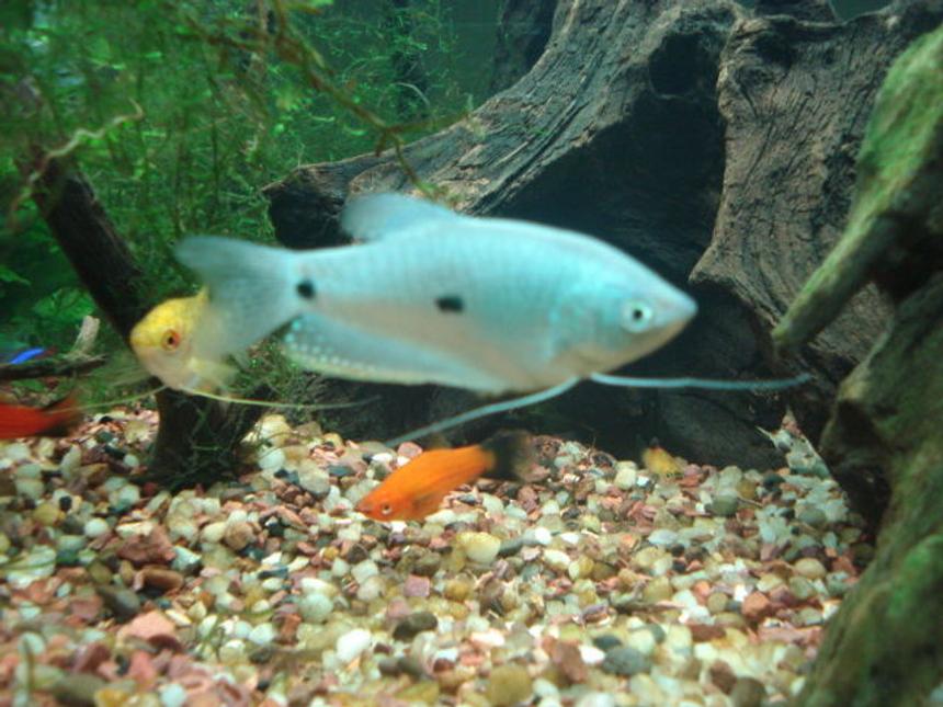 Rated #230: Freshwater Fish - Trichogaster Trichopterus - Blue Gourami Stocking In 65 Gallons Tank - more pics