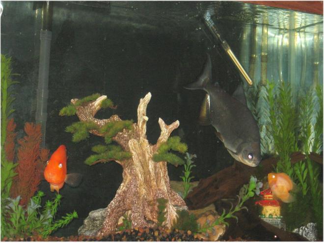 freshwater fish - heros severus x amphilophus citrinellum - blood parrot stocking in 45 gallons tank - My 45 Gallon...   :)