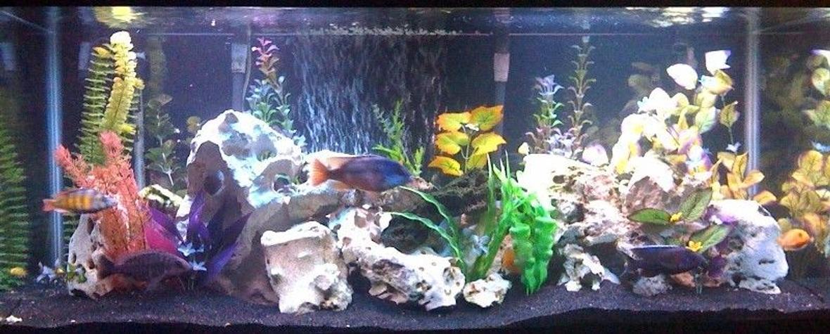 75 gallons freshwater fish tank (mostly fish and non-living decorations) - 75 Gallon Cichlid Tank