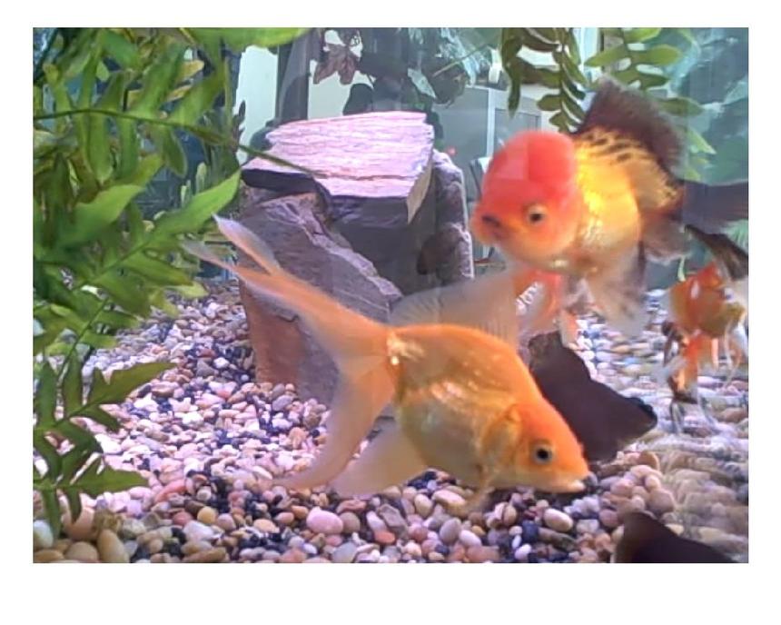 Rated #219: Freshwater Fish - Carassius Auratus - Ryukin Goldfish Stocking In 80 Gallons Tank - Lionhead and Oscars