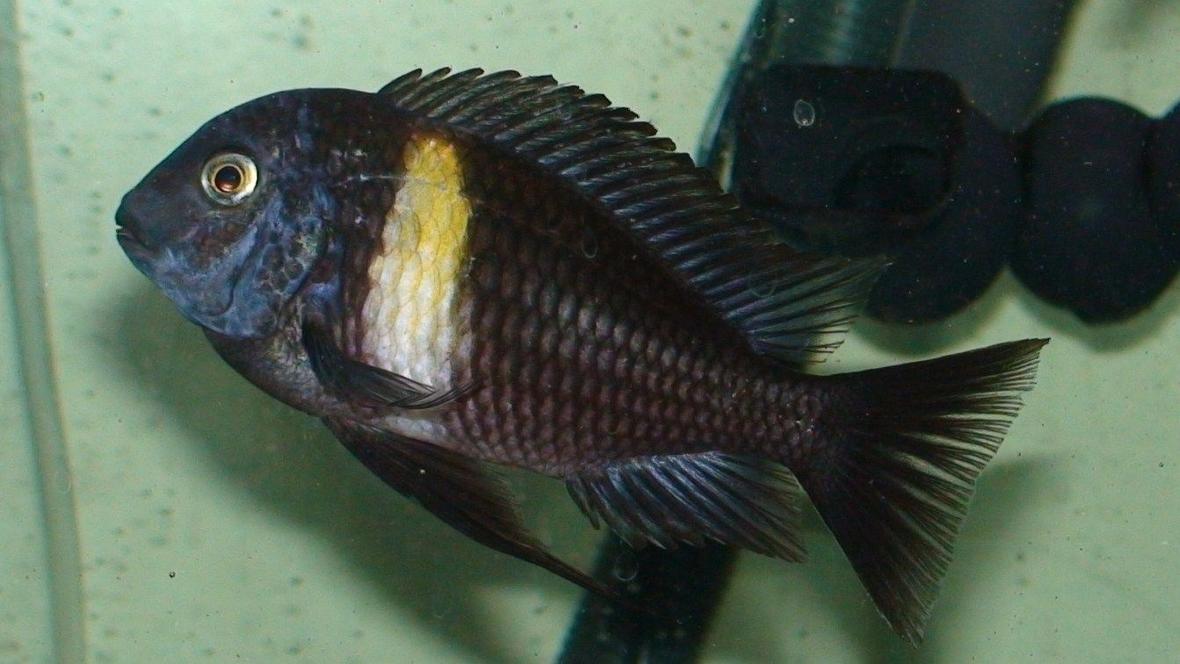 freshwater fish - tropheus moorii - moorii (kaiser ii) cichlid stocking in 75 gallons tank - Tropheus Duboisi. Ikeep him in my 75gallon tank.I have about 60 cichlids!!!!!!!! I have a 48 and a 29 gallon tanks also!!!Then i have a 10 gallon tank for the fry of my many cichlids!!