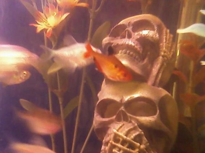 freshwater fish - hyphessobrycon callistus - red minor serpae tetra stocking in 29 gallons tank - serpae tetra hanging out by the skulls. hear no evil, see no evil, speak no evil skulls...and the upside down catfish waiting to attack out of the eye...