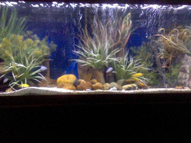 170 gallons planted tank (mostly live plants and fish) - 150 Gallon African Cichlid breeding tank.  It has blue colbalts, yellow labs, and clown loaches.  I have been doing fish tanks for 6 years.  So far my favorites are African Cichlids and Australian Rainbows.