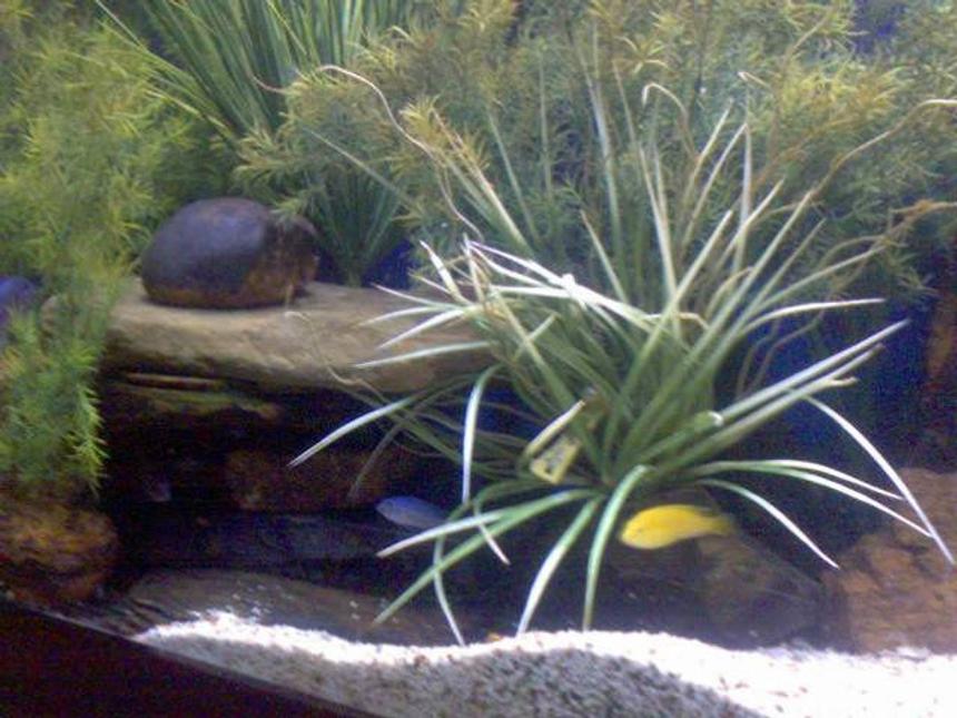 Rated #1748: 170 Gallons Planted Tank - African Chiclid mostly live plants.  Cichlid rocks cover the bottom.